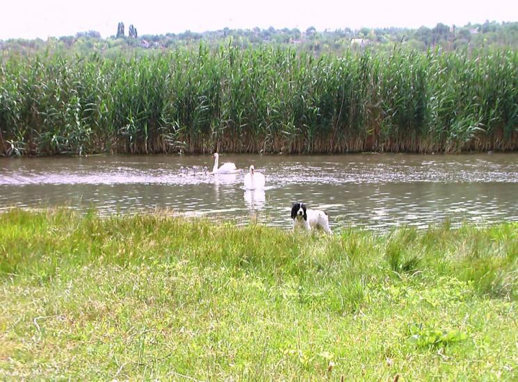 Дубове з panoramio.com - Дубовое