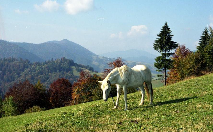 Стригальня з panoramio.com - Strygalnya