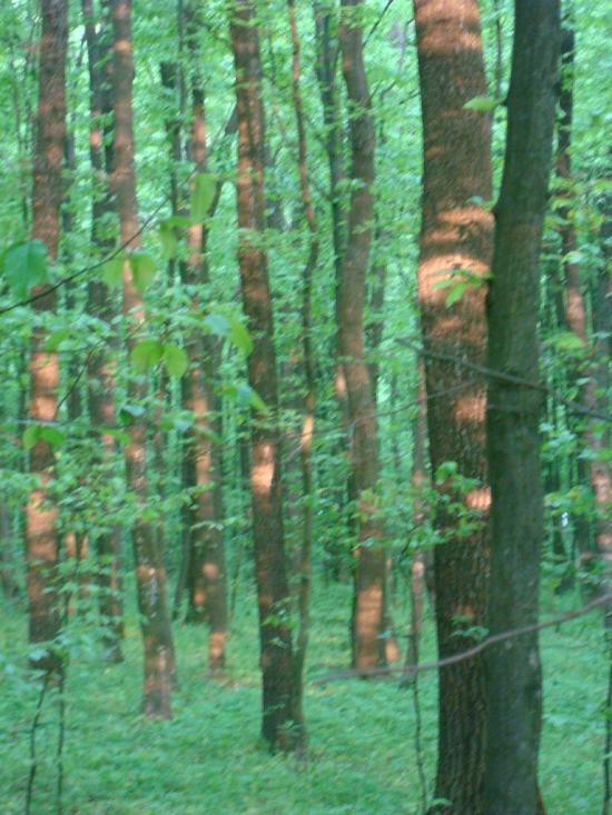 Ставчани з panoramio.com - Ставчаны