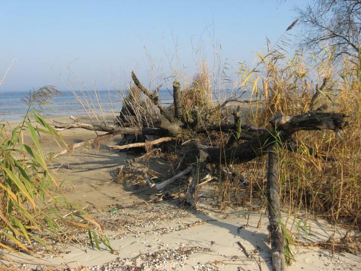 Леськи з panoramio.com - Леськи