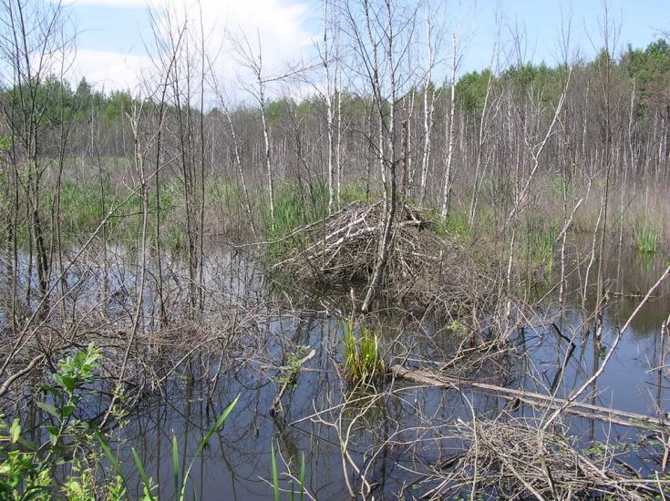 Садибне з panoramio.com - Садыбное
