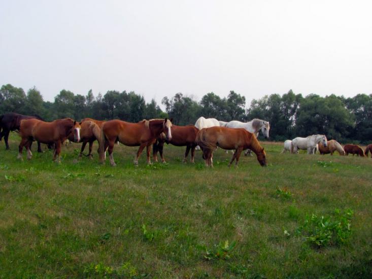 Змітнів з panoramio.com - Змітнів