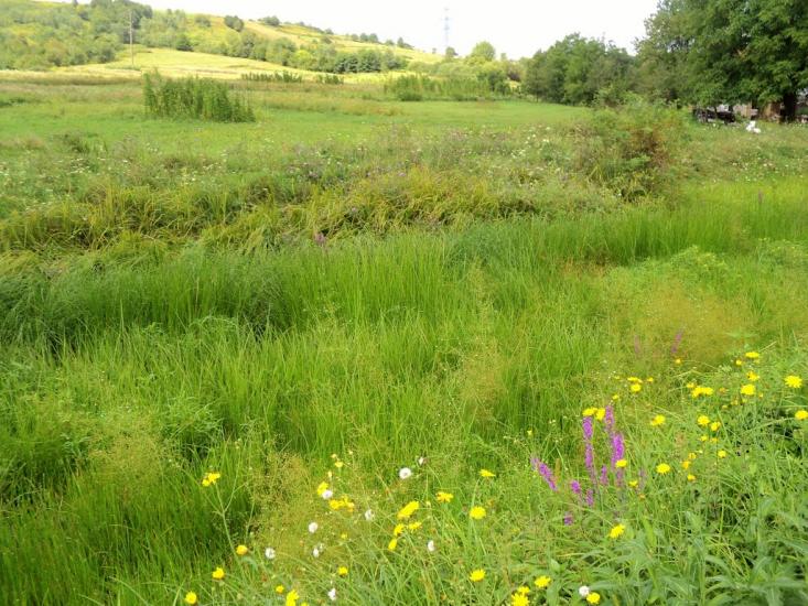 Поляна з panoramio.com - Поляна