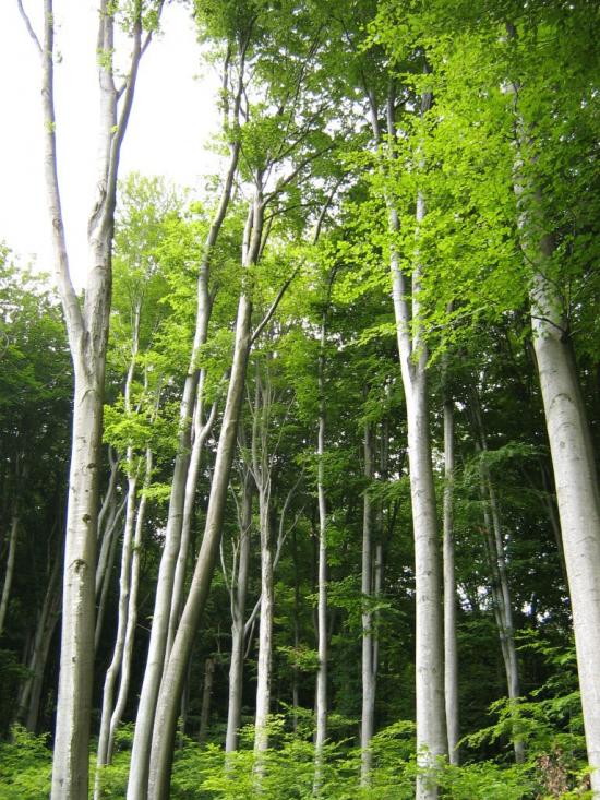 Ворочово з panoramio.com - Ворочово