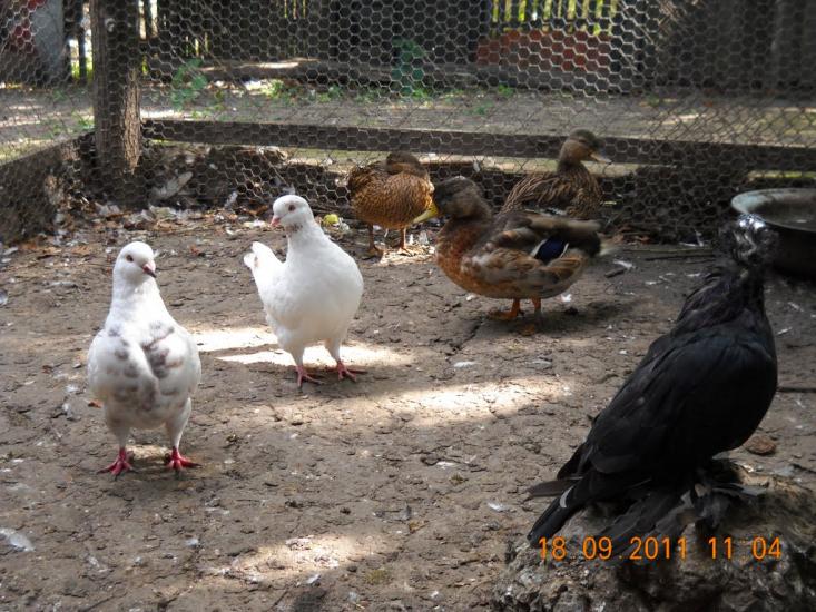 Мачухи з panoramio.com - Мачухи