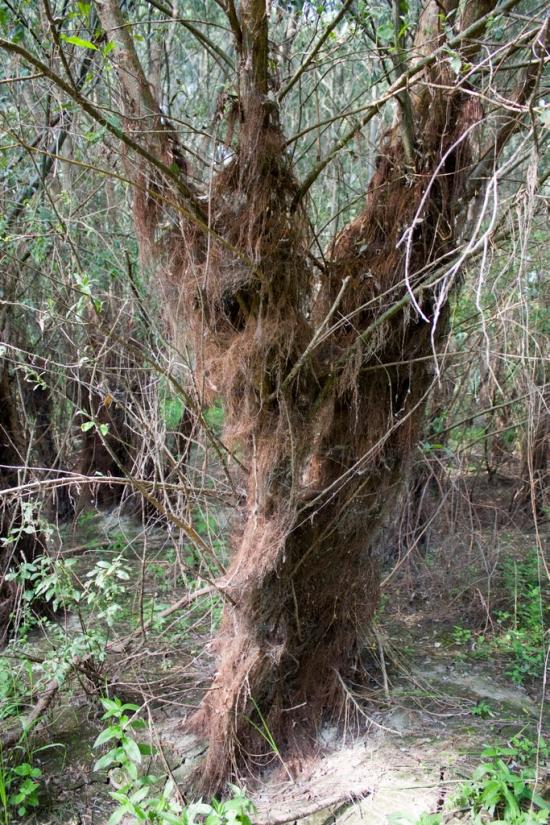 Шестовиця з panoramio.com - Шестовица