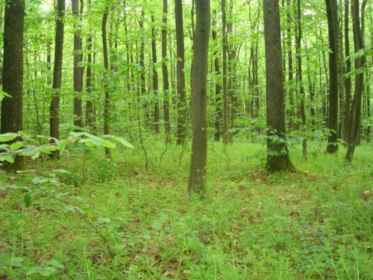 Ставчани з panoramio.com - Ставчаны