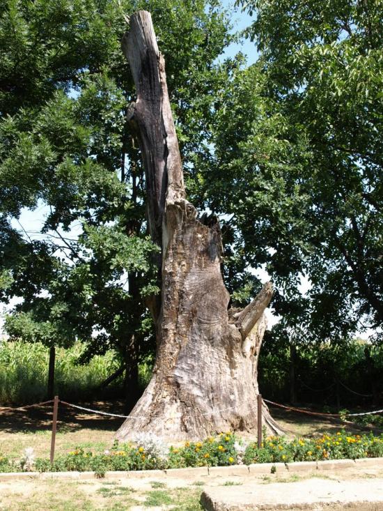 Чома з panoramio.com - Чома