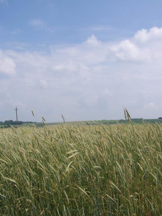 Синява з panoramio.com - Synyava