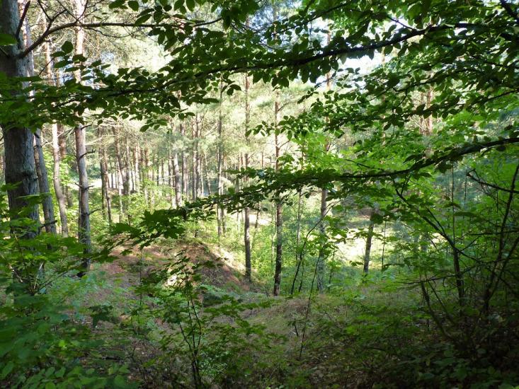 Медвин з panoramio.com - Медвин