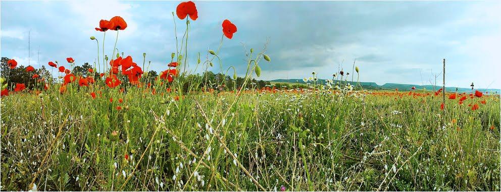 Сирень з panoramio.com - Сирень