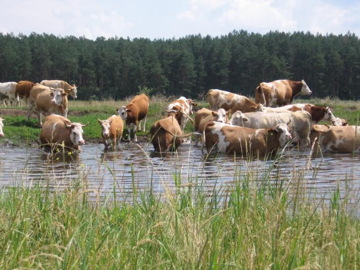 Чорногородка з panoramio.com - Чорногородка