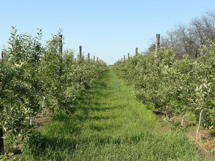 Вознесенка з panoramio.com - Voznesenka