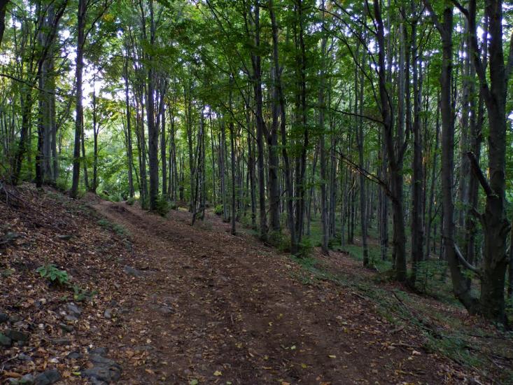 Підгірне з panoramio.com - Підгірне