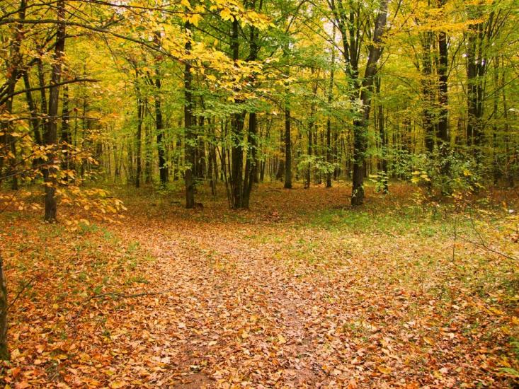 Будище з panoramio.com - Будище