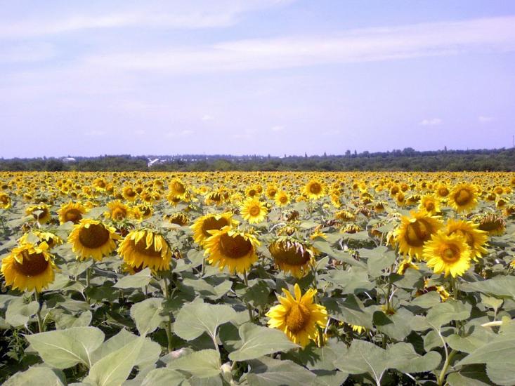 Созонівка з panoramio.com - Созоновка