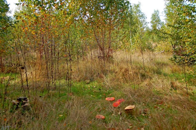 Велика Ведмежка з panoramio.com - Великая Ведмежка