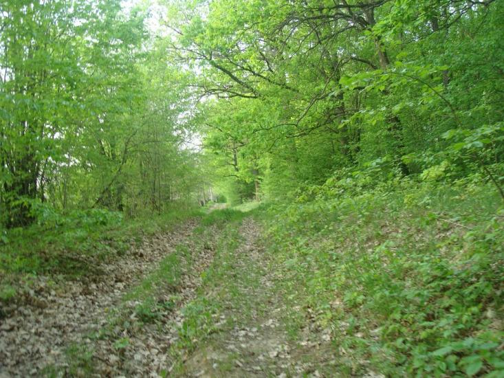 Вільховець з panoramio.com - Ольховец