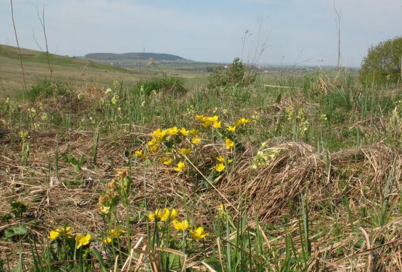 Шопки з panoramio.com - Шопки