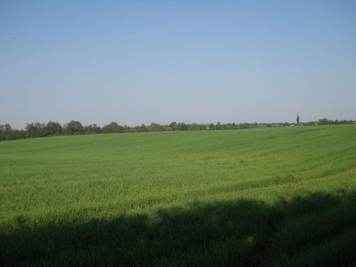 Кошляки з panoramio.com - Кошляки