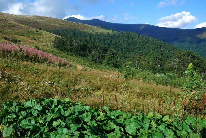 Вовчий з panoramio.com - Волчий