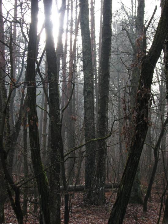 Червона Гута з panoramio.com - Червона Гута