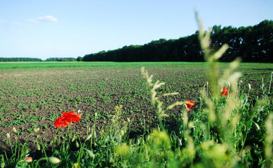 Людвинівка з panoramio.com - Lyudvynivka