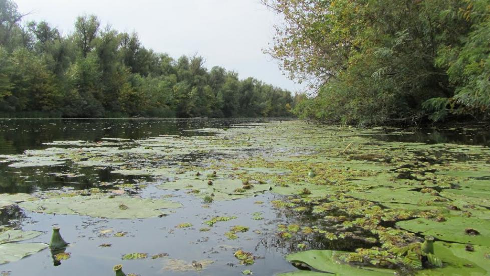 Кринки з panoramio.com - Кринки