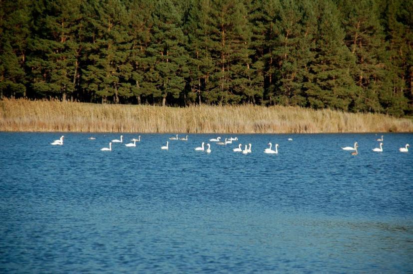 Гупалівка з panoramio.com - Гупаловка