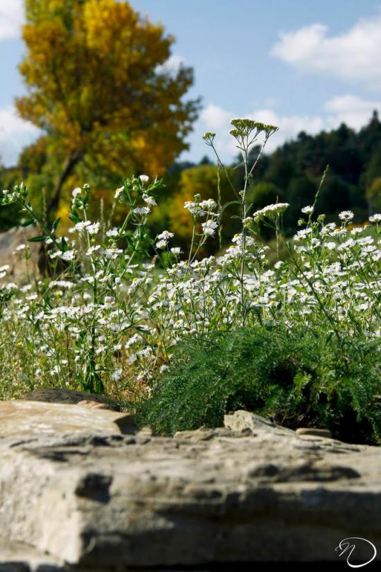 Трушевичі з panoramio.com - Trushevychi