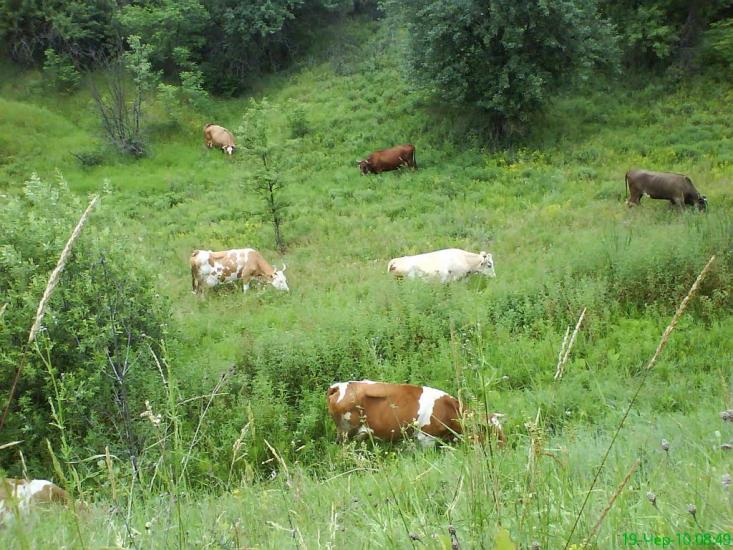 Нижча Кропивна з panoramio.com - Нижча Кропивна