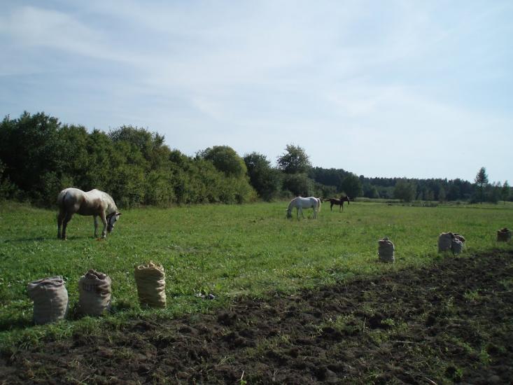 Бухарів з panoramio.com - Bukhariv