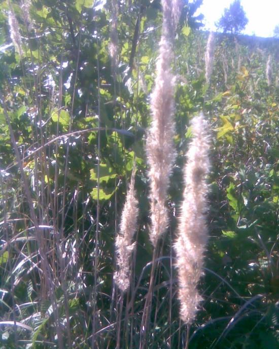 Сухоліси з panoramio.com - Sukholisy