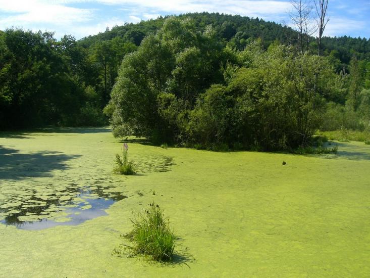 Біла з panoramio.com - Біла