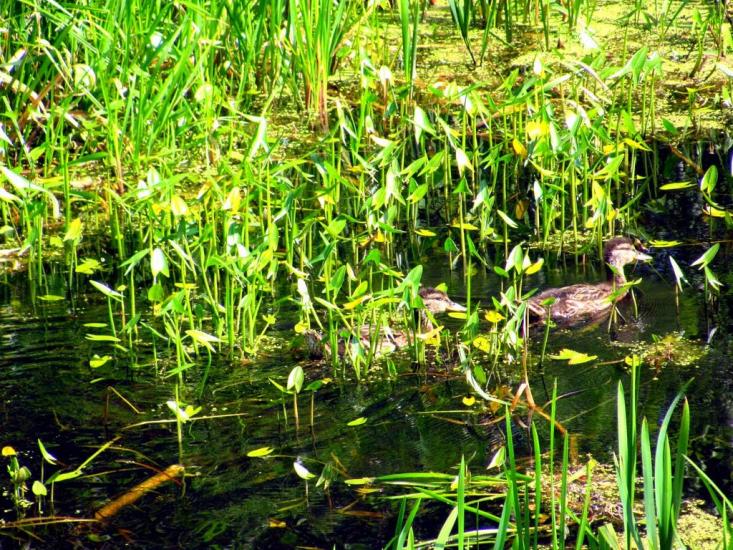 Бабка з panoramio.com - Бабка