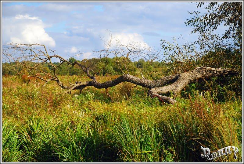 Тетерівка з panoramio.com - Тетерівка