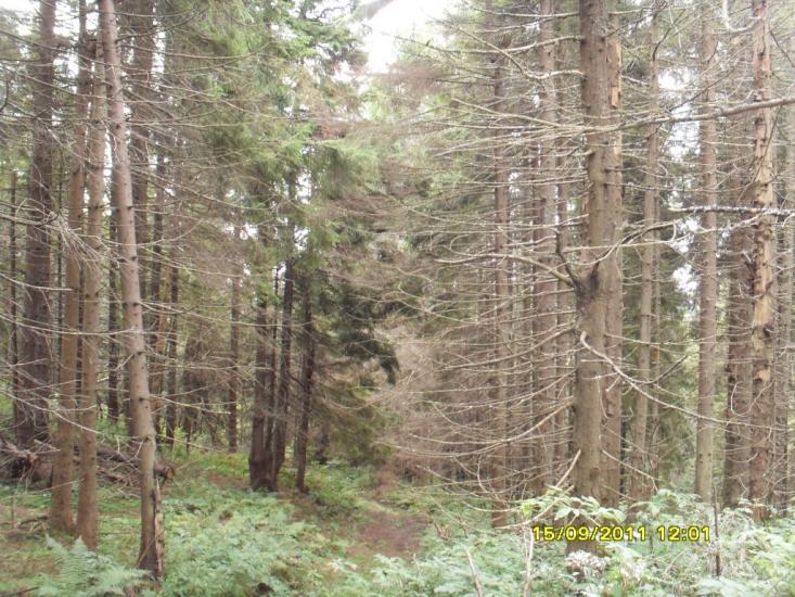 Орявчик з panoramio.com - Орявчик