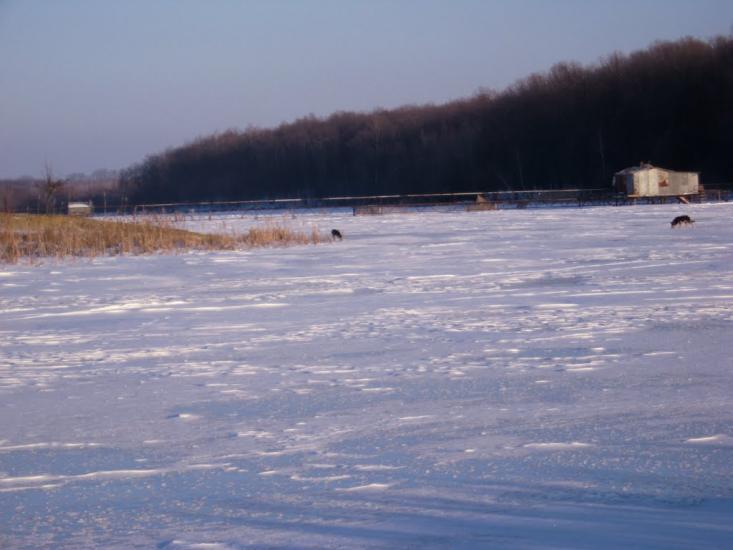 Польова з panoramio.com - Полевая