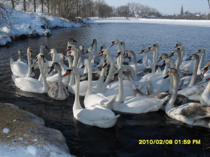 Іваничі з panoramio.com - Іваничі