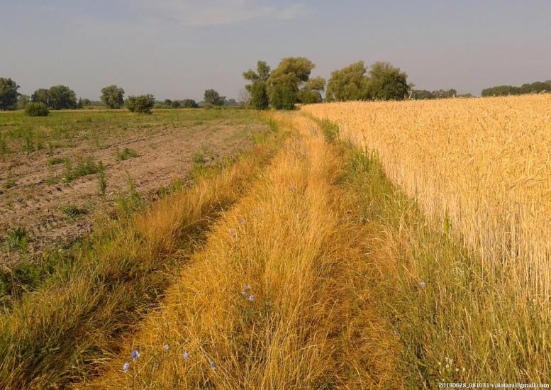 Черняхівка з panoramio.com - Черняхівка