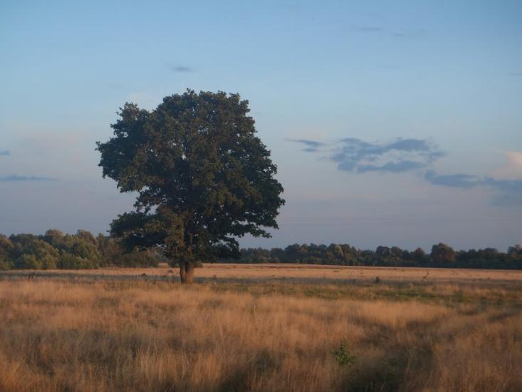 Хрипівка з panoramio.com - Хрипівка
