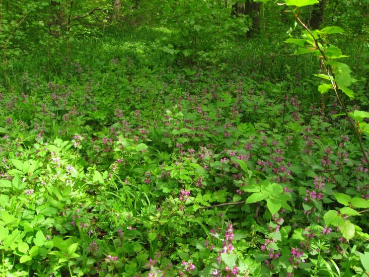 Степашки з panoramio.com - Степашки