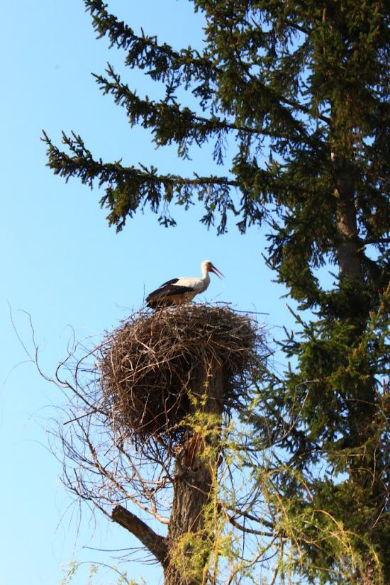 Стара Чортория з panoramio.com - Стара Чортория
