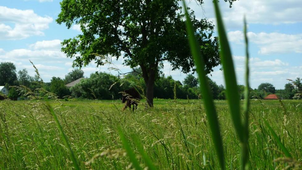 Кобижча з panoramio.com - Кобижча