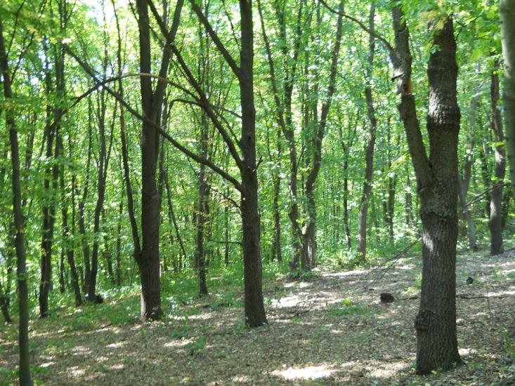 Кошляки з panoramio.com - Кошляки