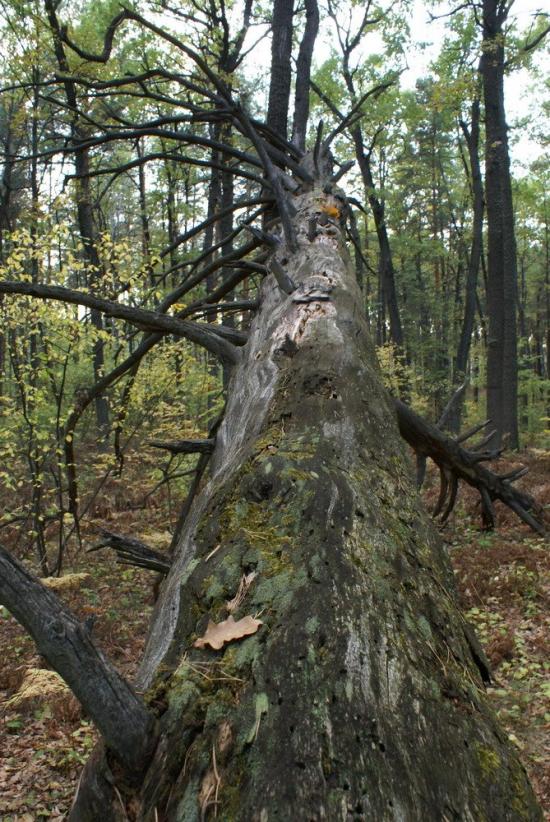 Коропове з panoramio.com - Koropove