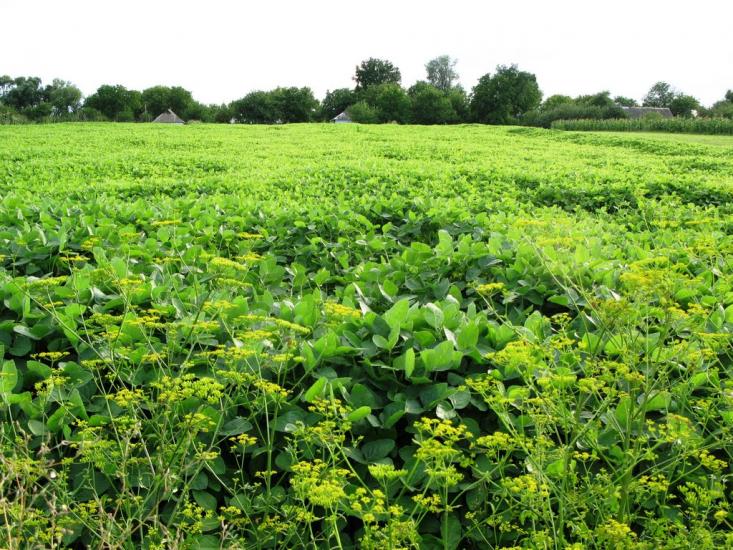 Михайлівка з panoramio.com - Михайлівка