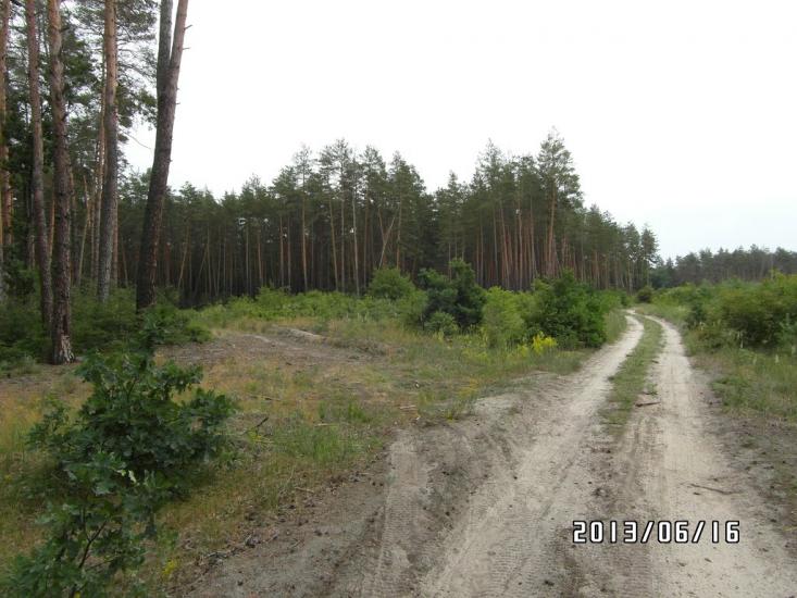 Скрипаї з panoramio.com - Скрипаи