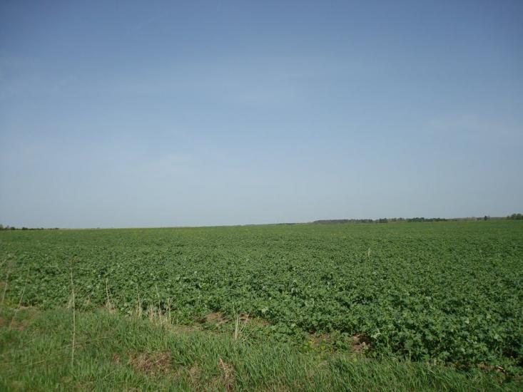 Вівчицьк з panoramio.com - Вовчицк
