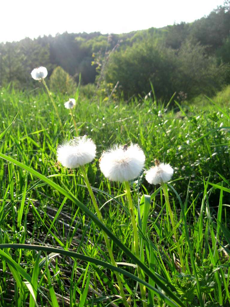 наш - Теслугів